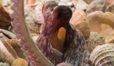 How to use 8 arms? Octopuses tend to explore with their front limbs