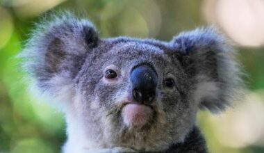 Australia approves world-first vaccine to save koalas from chlamydia