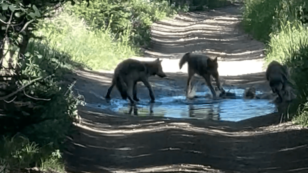 Wolf puppies round in and around a puddle on a trail in an aspen grove.