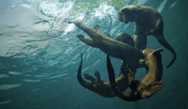 Wolf-Sized Otters Roamed Earth 6 Million Years Ago, Representing The Largest Known Carnivores In Shuitangba