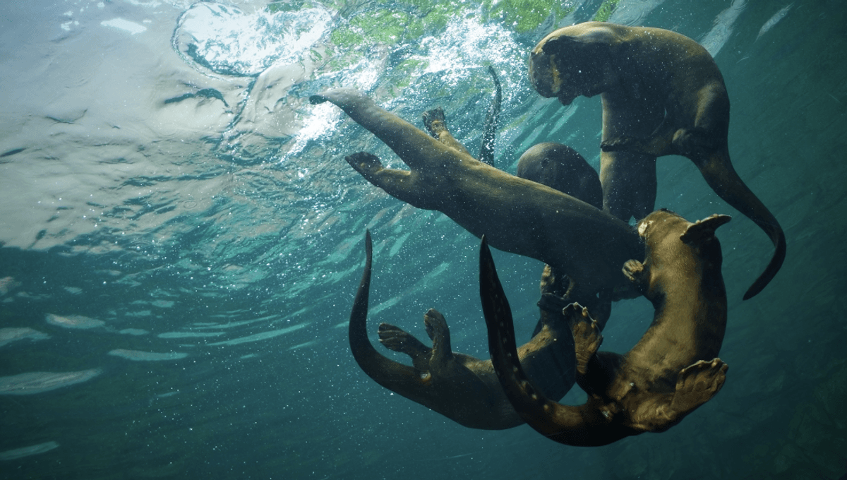 Wolf-Sized Otters Roamed Earth 6 Million Years Ago, Representing The Largest Known Carnivores In Shuitangba
