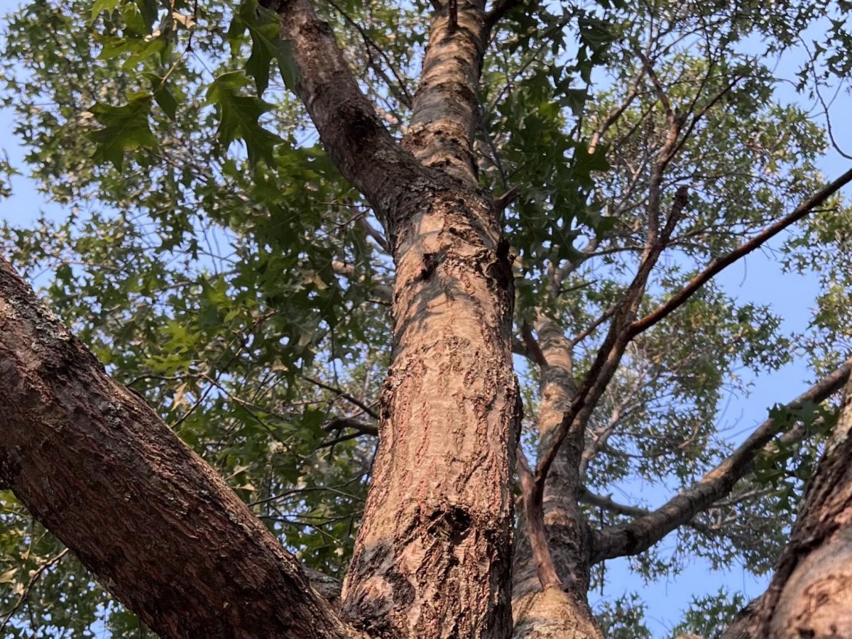 Young Writers Project: ‘Trees talk’