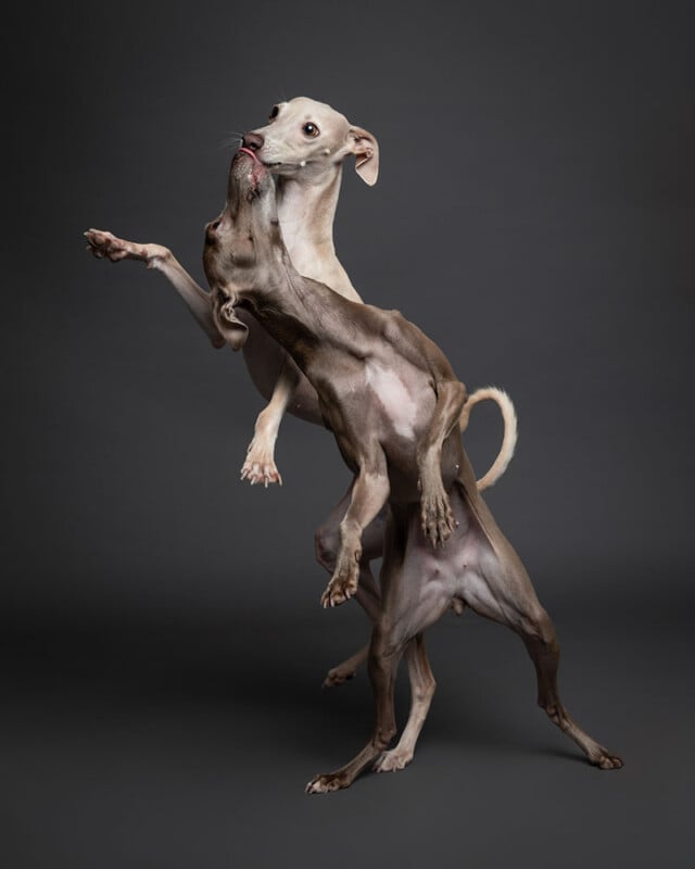 Two slender dogs, possibly Italian Greyhounds, playfully leap and interact with each other against a plain dark background, their bodies mid-air and paws raised in an energetic pose.