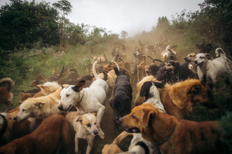 A large group of mixed-breed dogs runs together along a grassy, dirt path outdoors, kicking up dust as they move through lush greenery and trees.