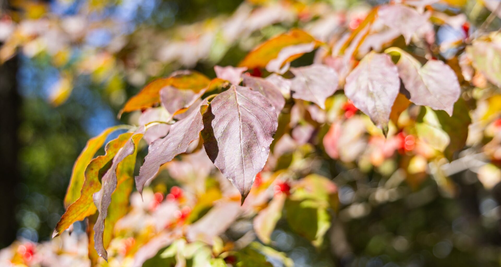 Fall foliage begins in Philadelphia region