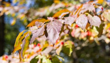 Fall foliage begins in Philadelphia region