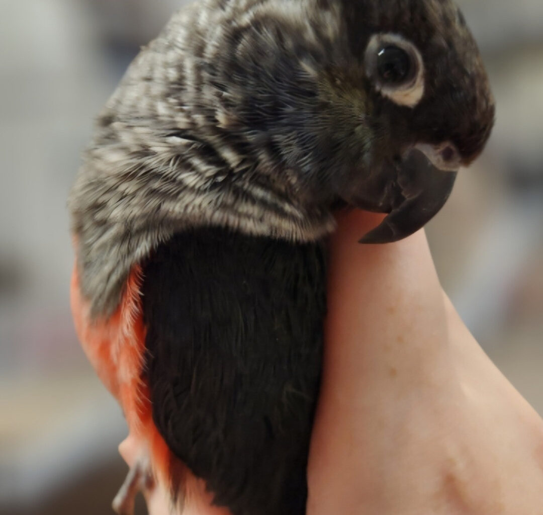 Made in Tarrant: Mother, daughter offer boarding, grooming, care services to North Texas birds