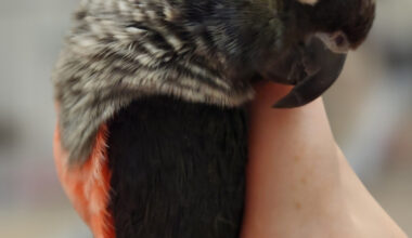 Made in Tarrant: Mother, daughter offer boarding, grooming, care services to North Texas birds