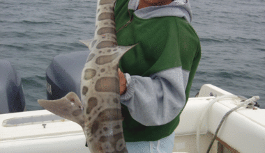 Captain’s Log: Leopard, the Most Beautiful Shark in the Sea | Outdoors