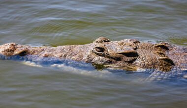The crocodile returned this month to Gleason Park, drawing crowds and curiosity. (Ryan Clapper)