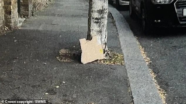 The photo of a piece of cardboard at a nearby tree which was used to try and fine Francesca Poncetta £600 for