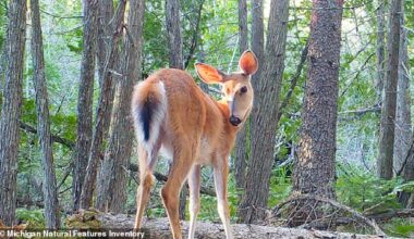 A forest camera captures deer on Beaver Island, Michigan, above, where the unique plant life is now at risk from the booming population