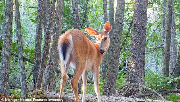 A forest camera captures deer on Beaver Island, Michigan, above, where the unique plant life is now at risk from the booming population