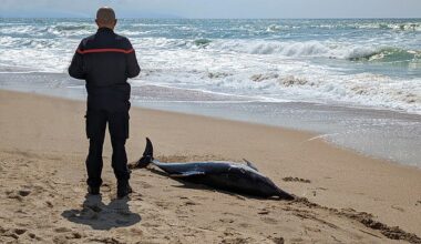 Scientists have discovered a link between stranded dolphins and a toxin known to trigger Alzheimer's-like brain damage (STOCK)