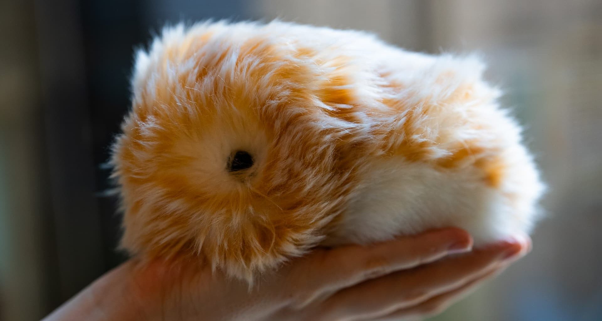 I tested an AI-powered pet designed to 'bring comfort' to Gen Z