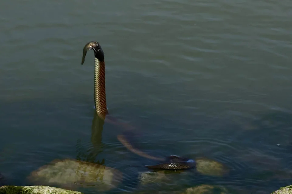 A tiger snake stretching its neck out of the water with a fish in its mouth in the Coorong.