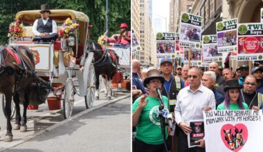 Central Park visitors support horse carriage rides, oppose NYC's ban: poll
