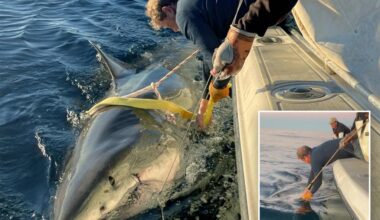 Contender, Atlantic biggest great white shark surfaces in Canada