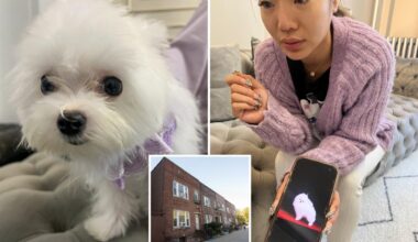 NYC pet store Tiny Cuties selling Asian-bred pups for as high as $38k despite NY sale ban