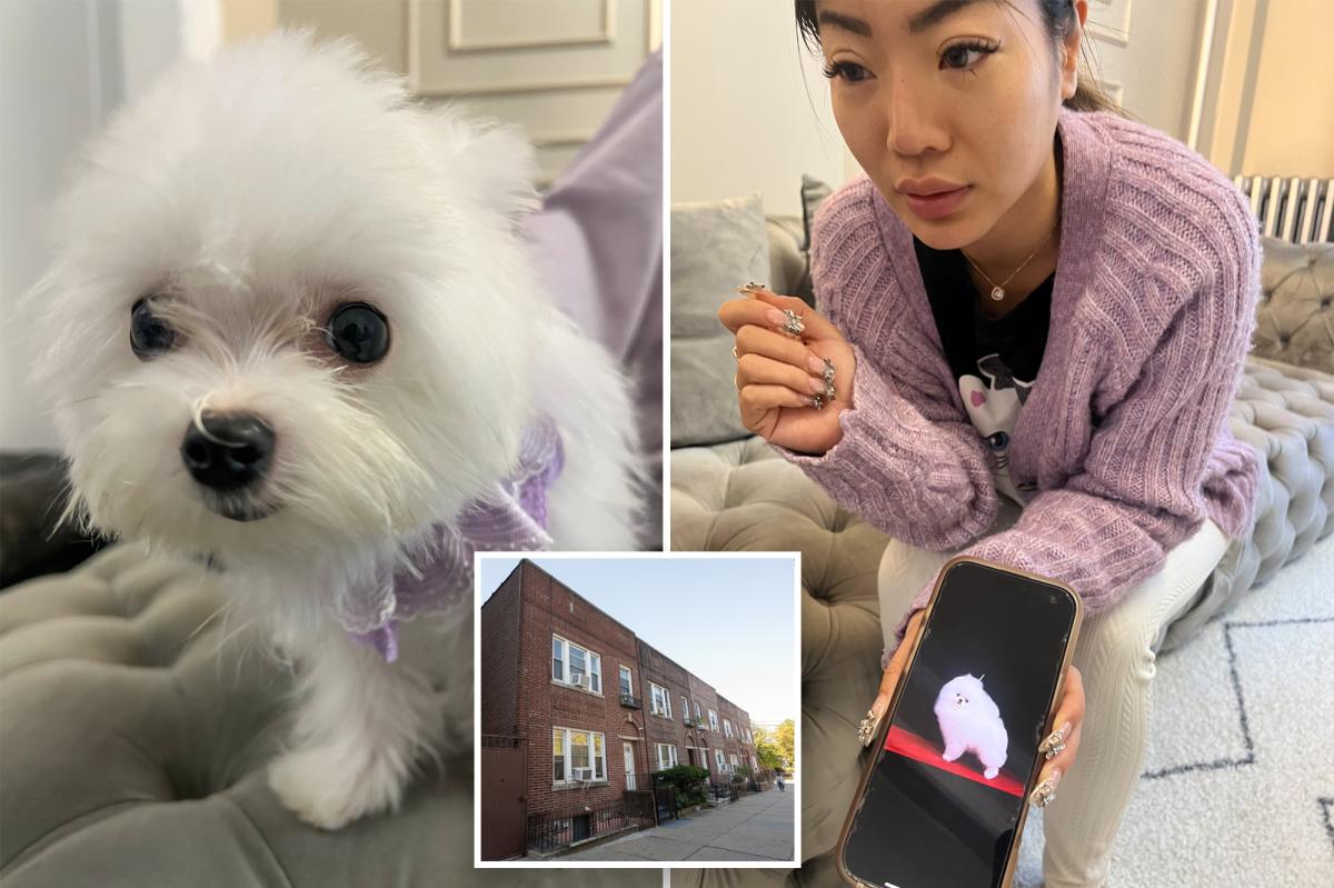 NYC pet store Tiny Cuties selling Asian-bred pups for as high as $38k despite NY sale ban
