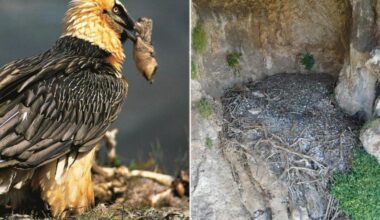 700-year-old sandal discovered in nest of bone-eating bird: study