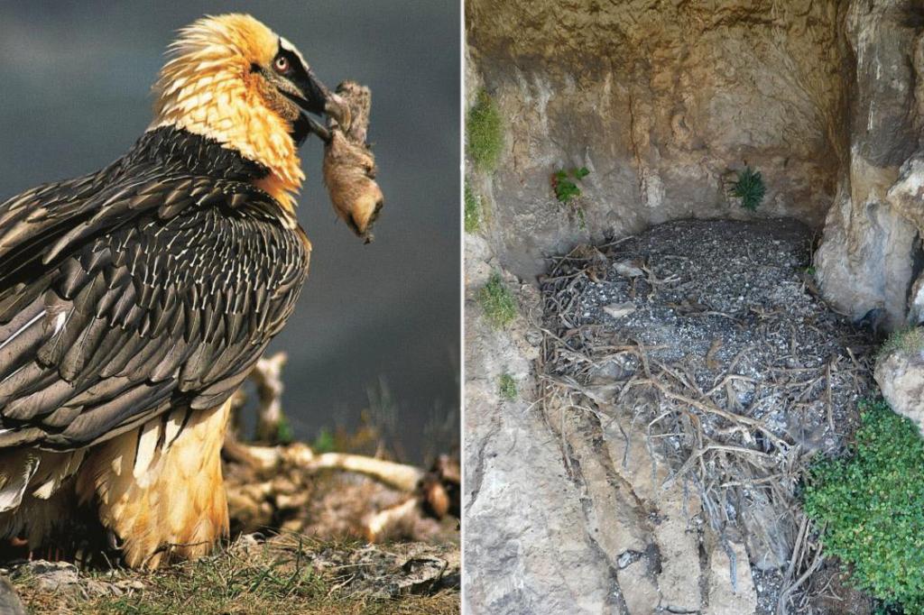 700-year-old sandal discovered in nest of bone-eating bird: study