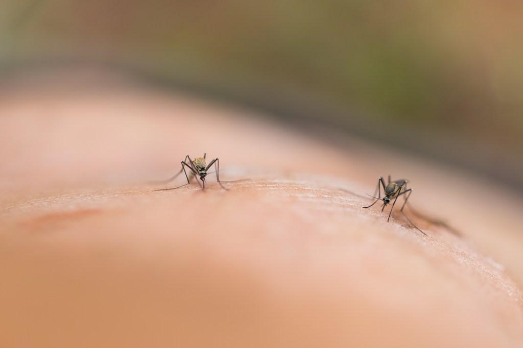 It’s not clear how the person contracted the virus, but health officials said that they were most likely bitten by an infected mosquito.