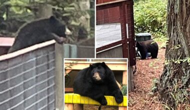 'Polite' black bear stumbles into California zoo to pay his counterparts a visit