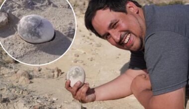 Dinosaur egg unearthed in perfect condition after 70 million years