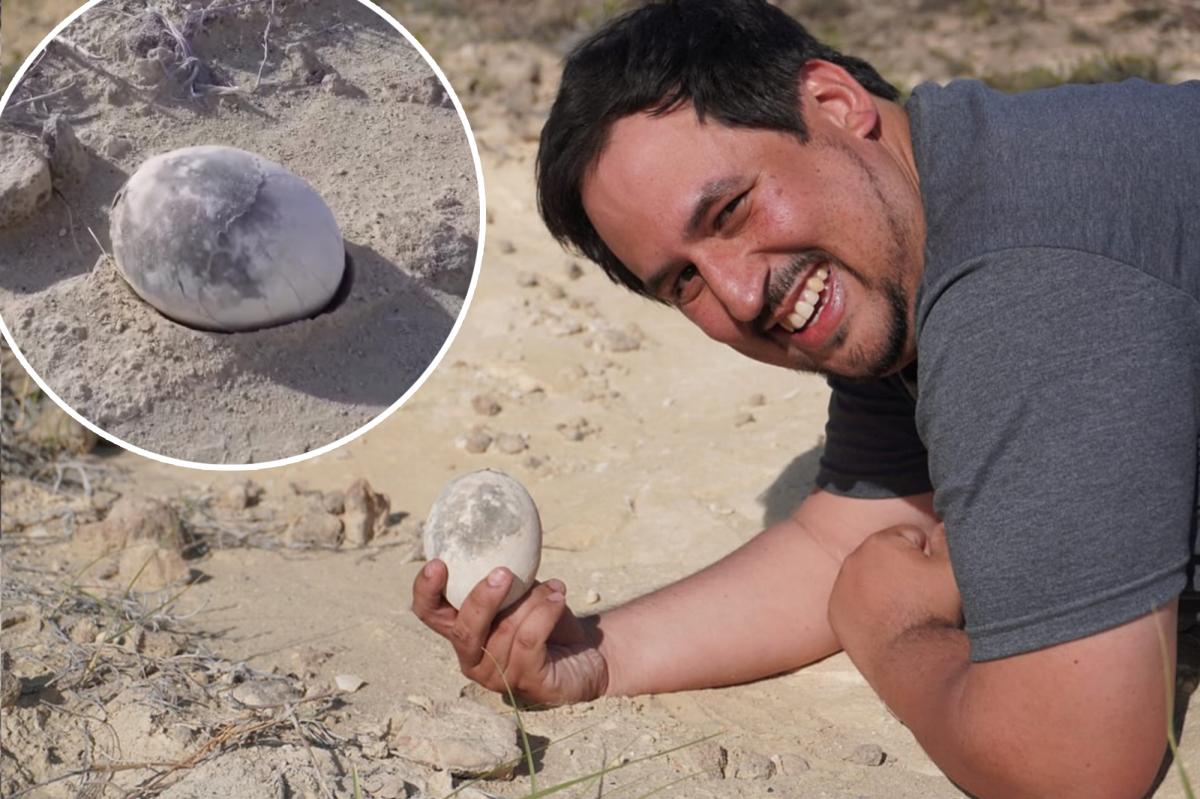 Dinosaur egg unearthed in perfect condition after 70 million years