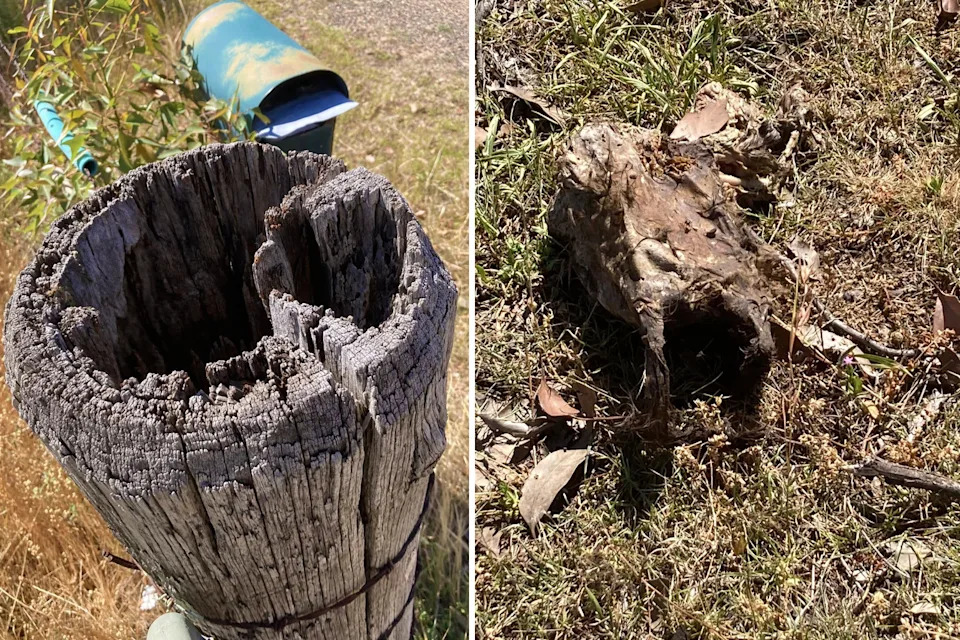 Left: A hollowed log on a fence outside a NSW man's property. Right: The carcass of the cat. 