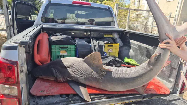 Female shark found dead off central Israel coast