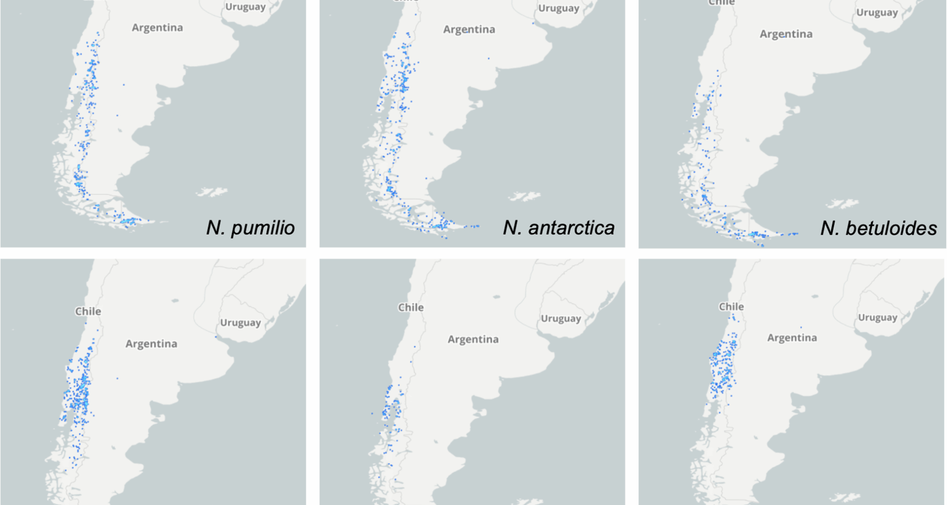 Low population genetic structure in five Chilean Nothofagus species and high fluctuating asymmetry in Nothofagus pumilio x N. antarctica putative hybrids | BMC Ecology and Evolution