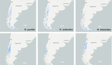 Low population genetic structure in five Chilean Nothofagus species and high fluctuating asymmetry in Nothofagus pumilio x N. antarctica putative hybrids | BMC Ecology and Evolution