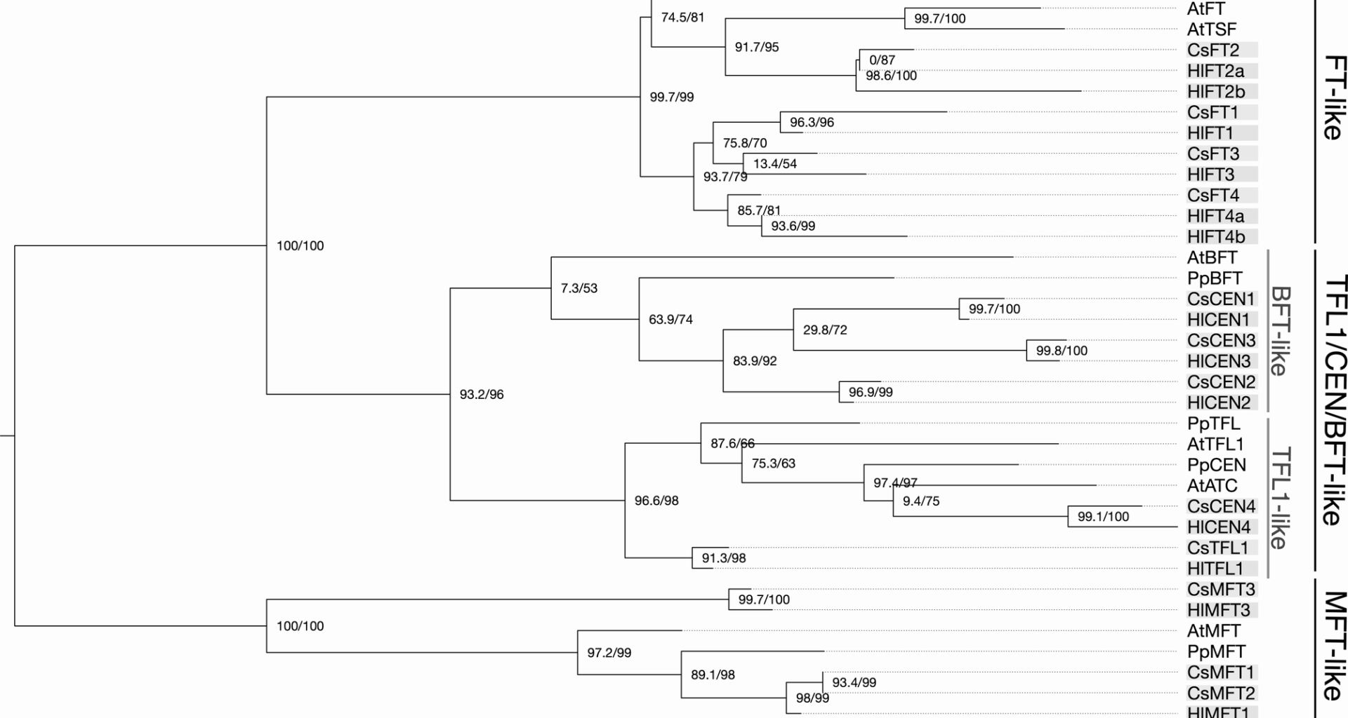 FT-like genes in Cannabis and hops: sex specific expression and copy-number variation may explain flowering time variation | BMC Genomics