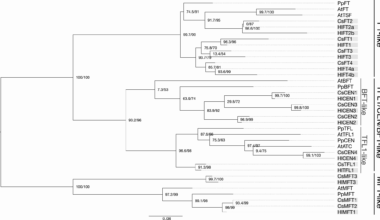 FT-like genes in Cannabis and hops: sex specific expression and copy-number variation may explain flowering time variation | BMC Genomics
