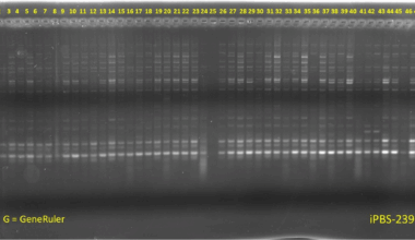 Revealing the genetic diversity and population structure in lentil (Lens culinaris) germplasm using inter-primer binding site (iPBS)-retrotransposon markers | BMC Plant Biology