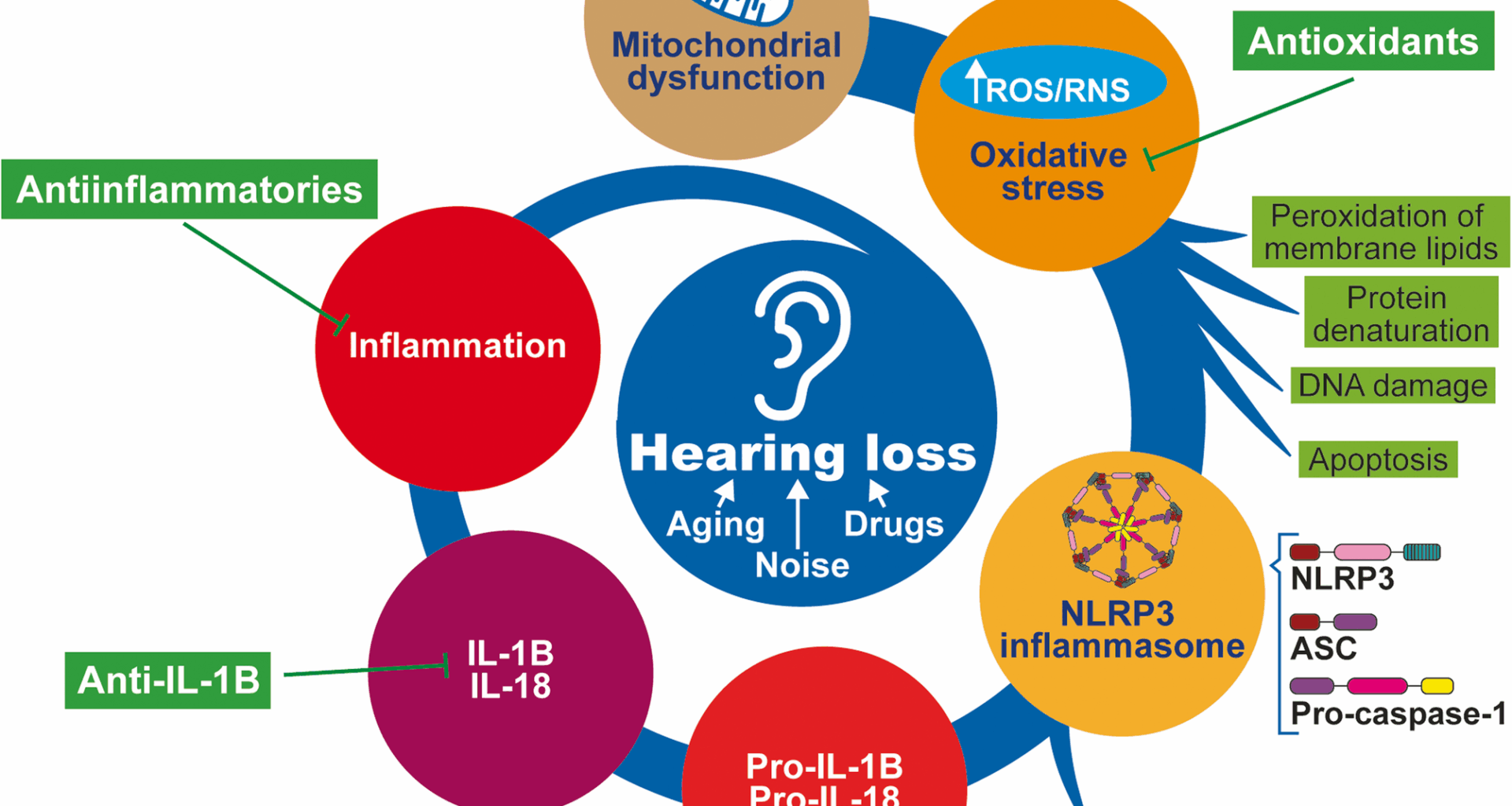 NLRP3 inflammasome and hearing loss: from mechanisms to therapies | Journal of Neuroinflammation