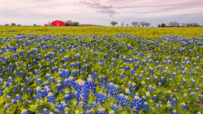 Bluebonnets in Chappell Hill, TX