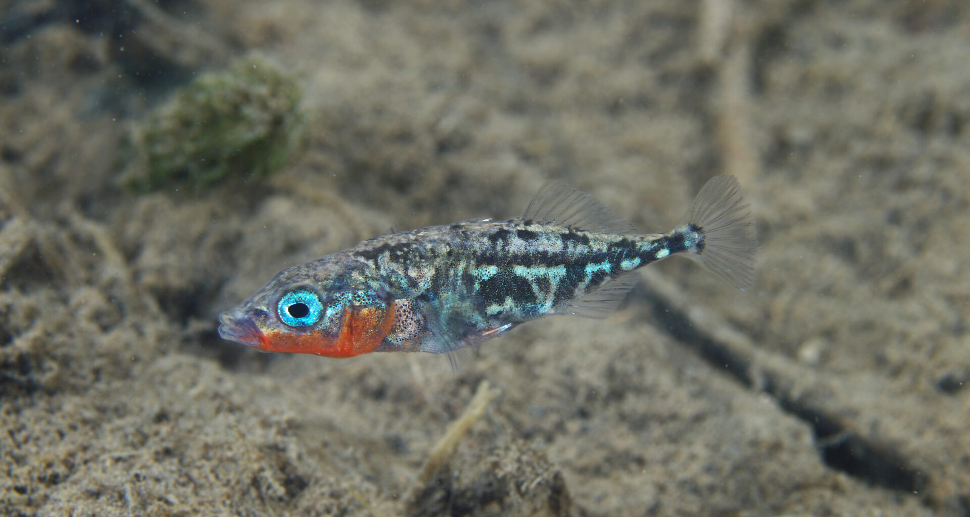 Wild animal populations carrying mutations similar to those that cause human diseases::National Institute of Genetics