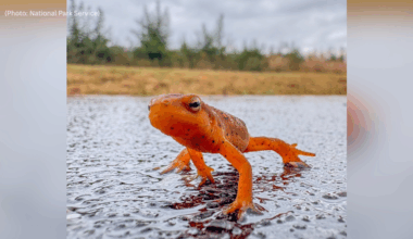 Red-spotted newts on the move at Flight 93 National Memorial signal good news