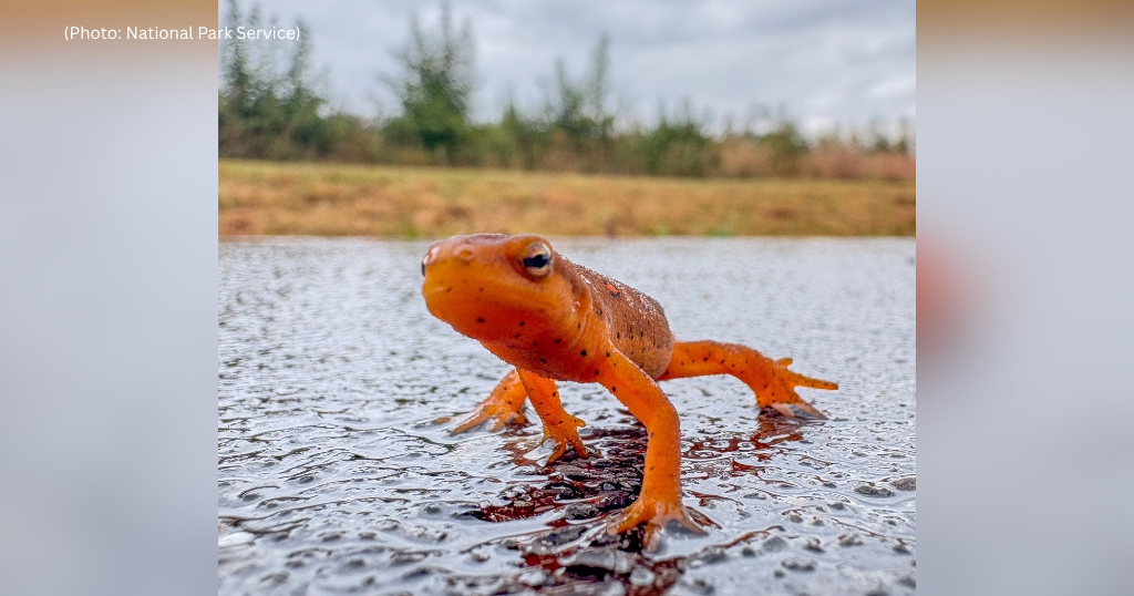 Red-spotted newts on the move at Flight 93 National Memorial signal good news