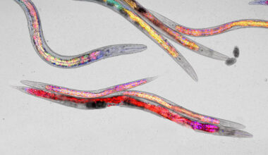 Dietary stress supports healthy aging