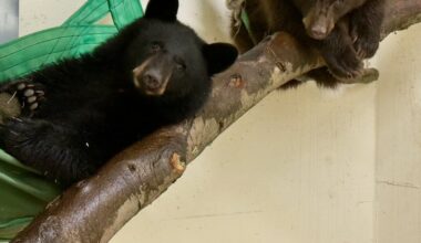 2 orphaned bear cubs arrive at the Cincinnati Zoo