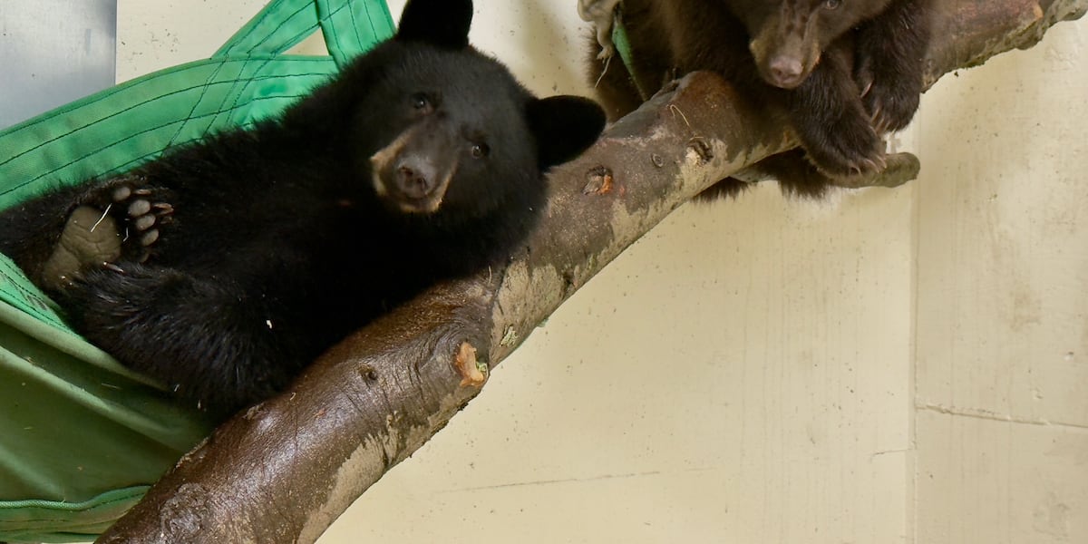 2 orphaned bear cubs arrive at the Cincinnati Zoo
