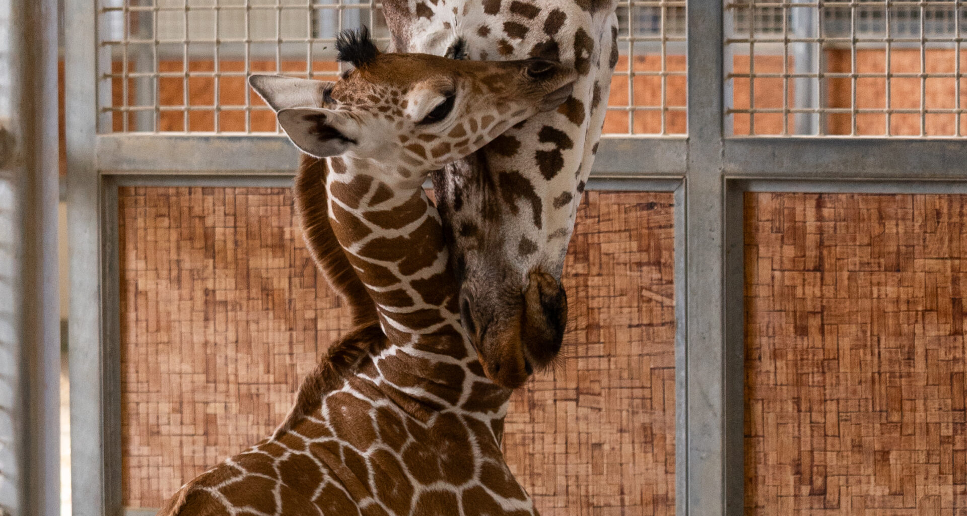Dallas Zoo Welcomes New Baby Male Giraffe