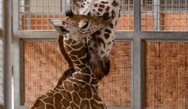 Dallas Zoo Welcomes New Baby Male Giraffe