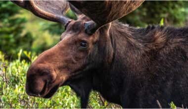 Albino Moose Captured On Camera, Photos Are Insane