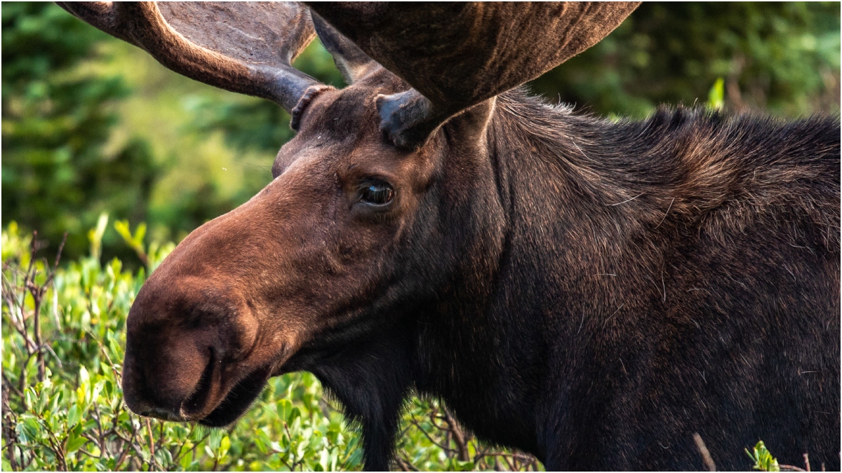 Albino Moose Captured On Camera, Photos Are Insane