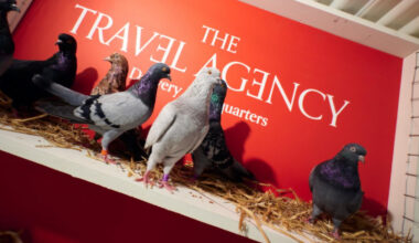 NYC Cannabis Dispensary Tests Carrier Pigeon Delivery